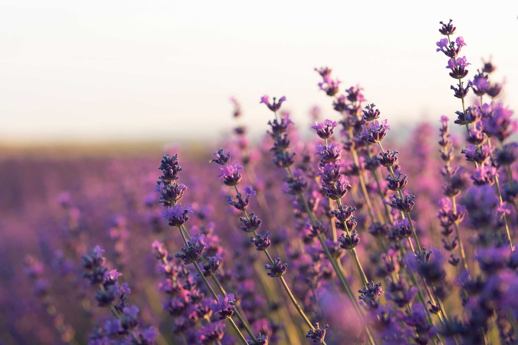 lavender with a sunny background